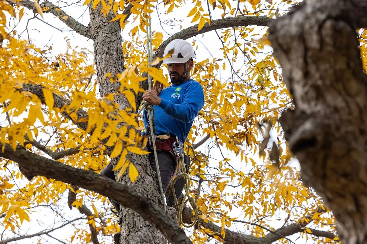 Skilled Tree Pruning crew working in Sebring